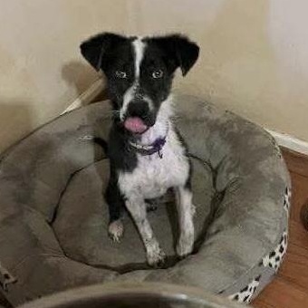 Enlarge Panda, a Adoptable mixed breed in Westwood, NJ image 4/6