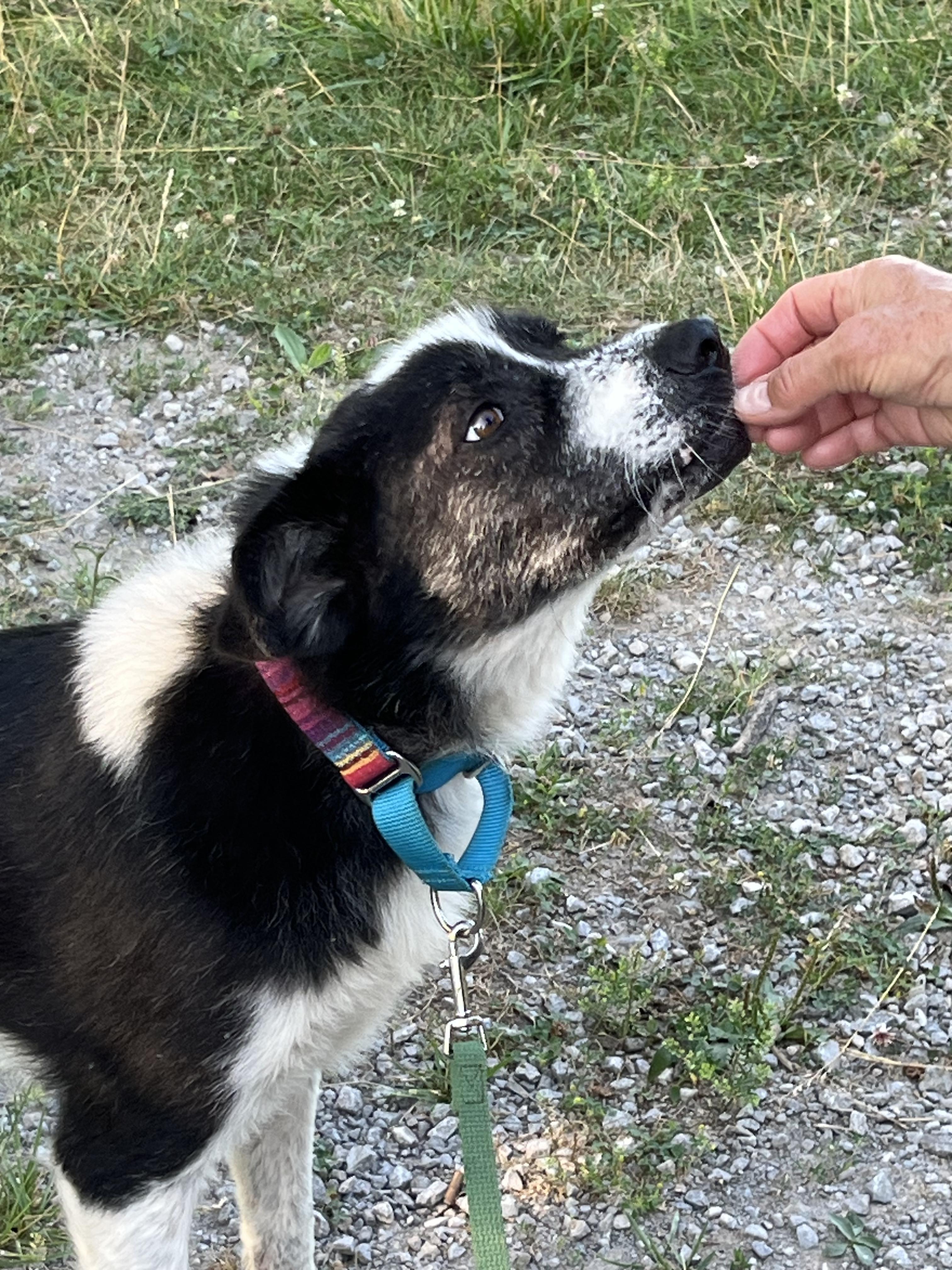 Enlarge Panda, a Adoptable mixed breed in Westwood, NJ image 6/6