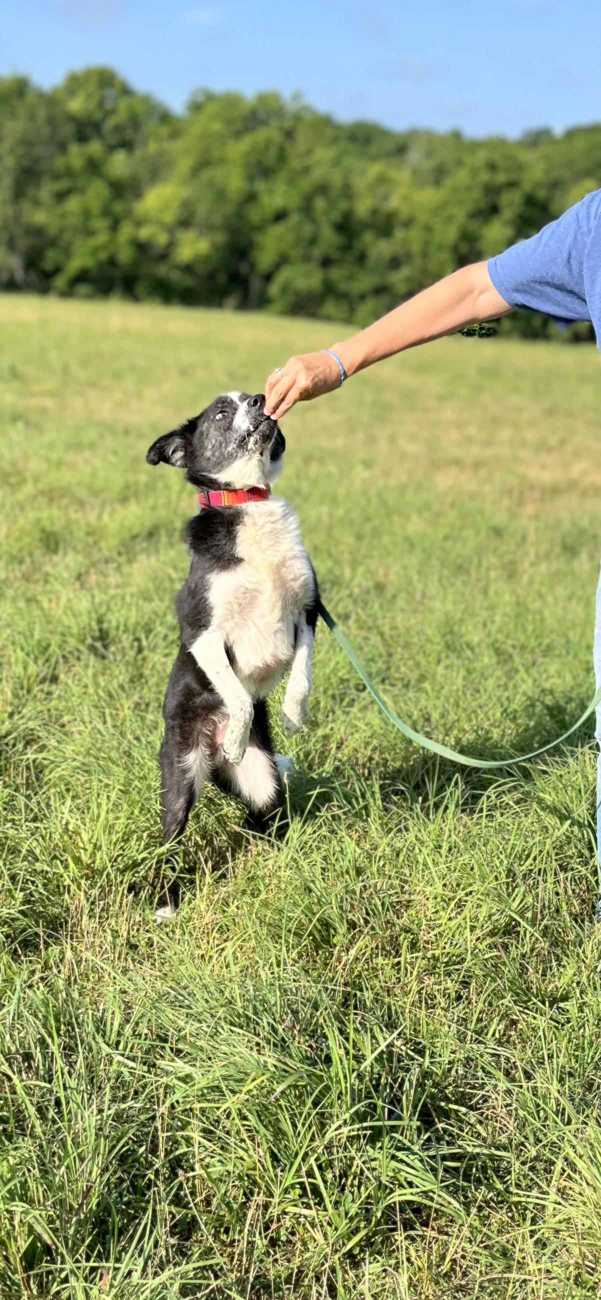 Enlarge Panda, a Adoptable mixed breed in Westwood, NJ image 5/6