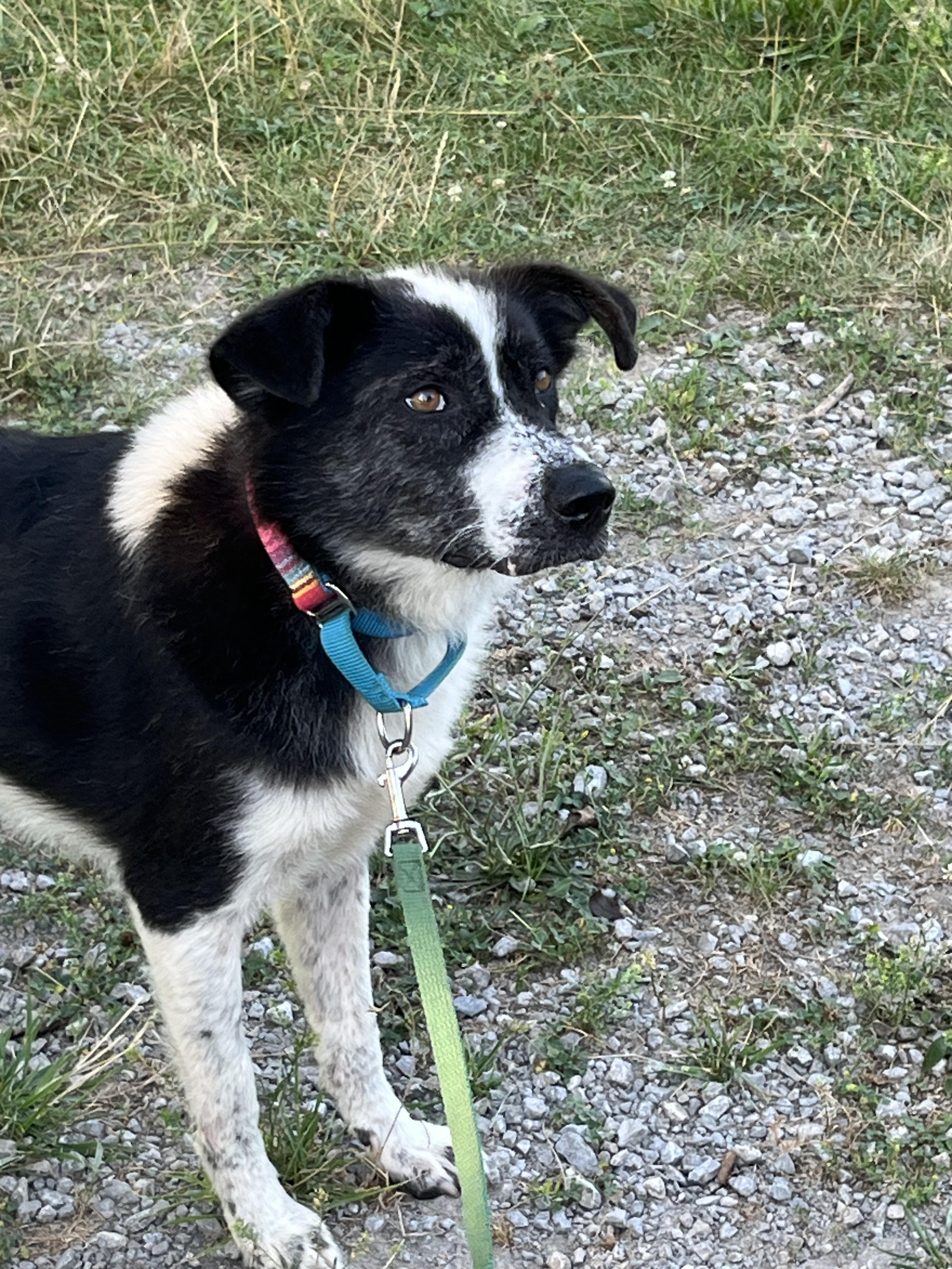 Enlarge Panda, a Adoptable mixed breed in Westwood, NJ image 1/6