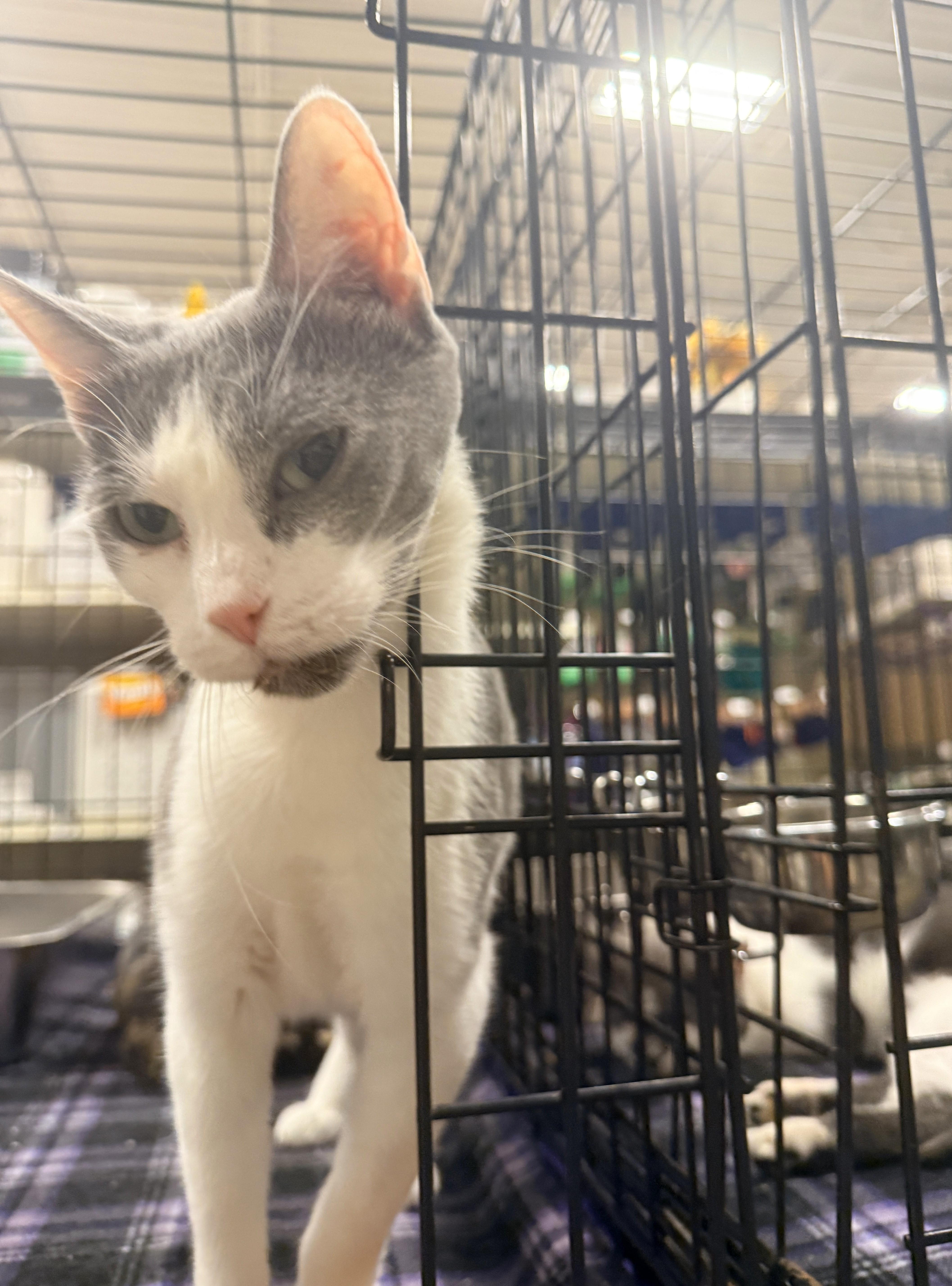 Enlarge Kyntia, a Adoptable Domestic Short Hair in Greensburg, PA image 3/5