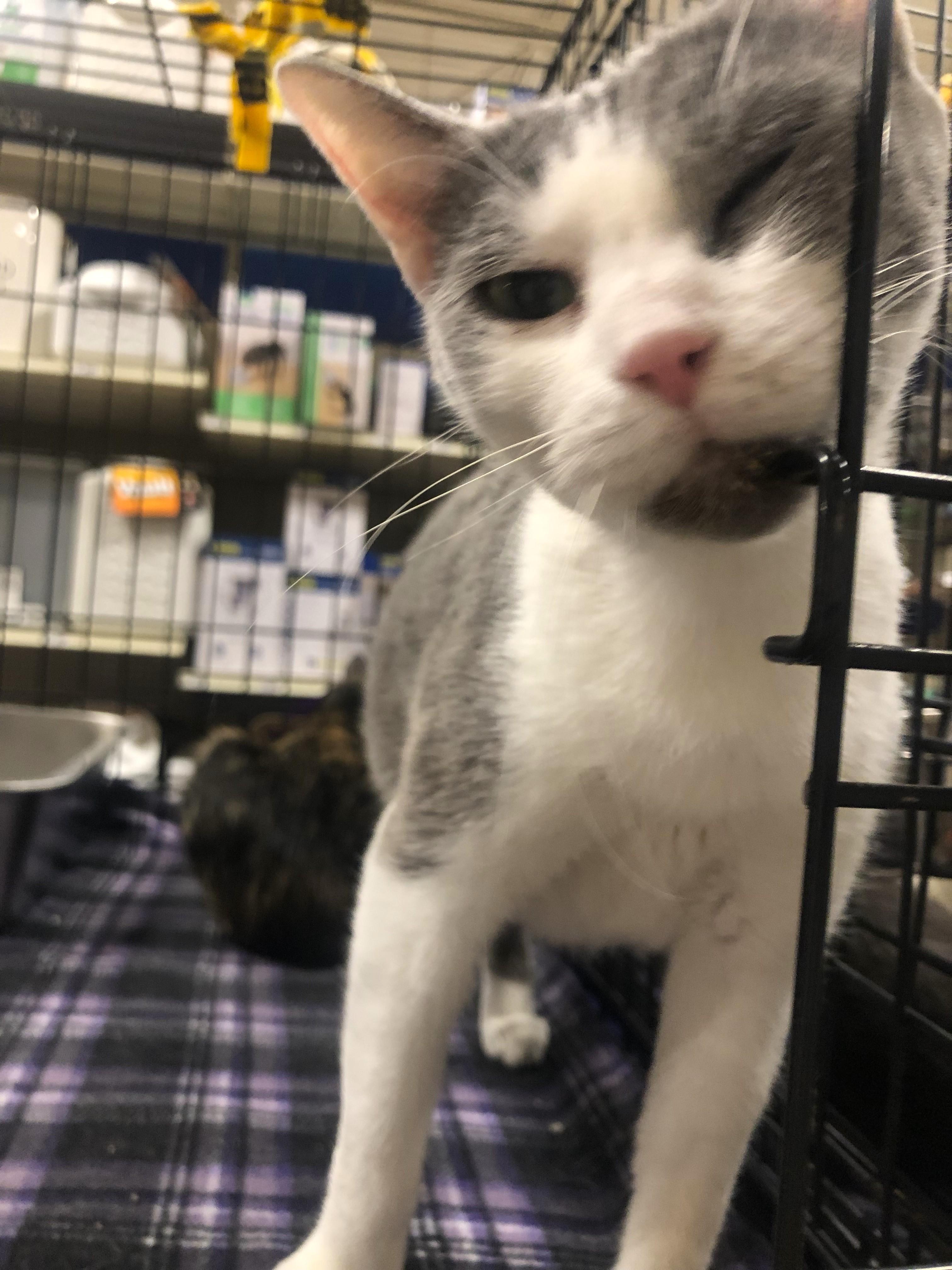 Enlarge Kyntia, a Adoptable Domestic Short Hair in Greensburg, PA image 4/5