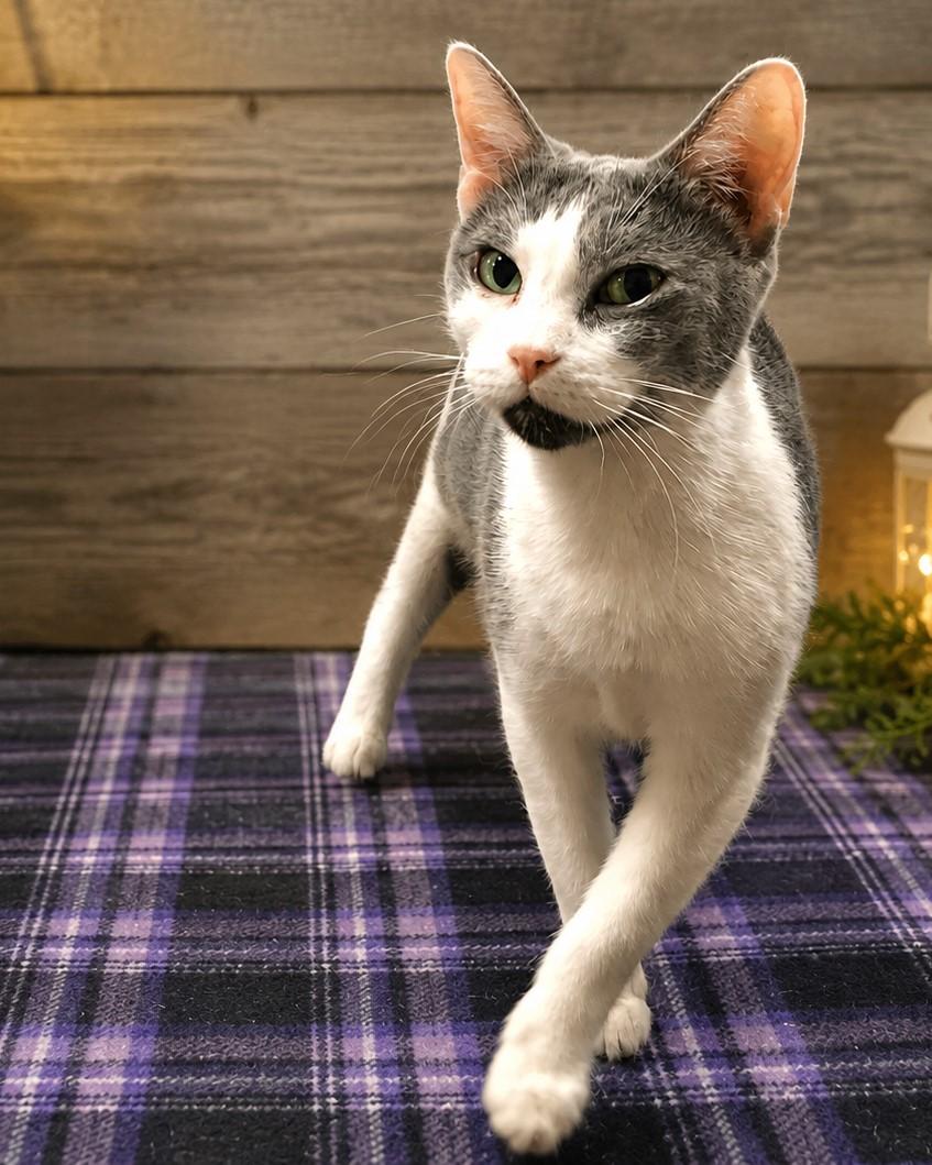 Enlarge Kyntia, a Adoptable Domestic Short Hair in Greensburg, PA image 1/5