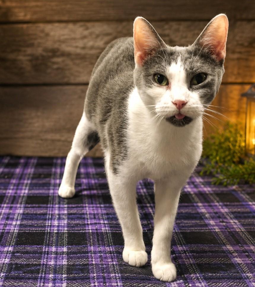 Enlarge Kyntia, a Adoptable Domestic Short Hair in Greensburg, PA image 2/5