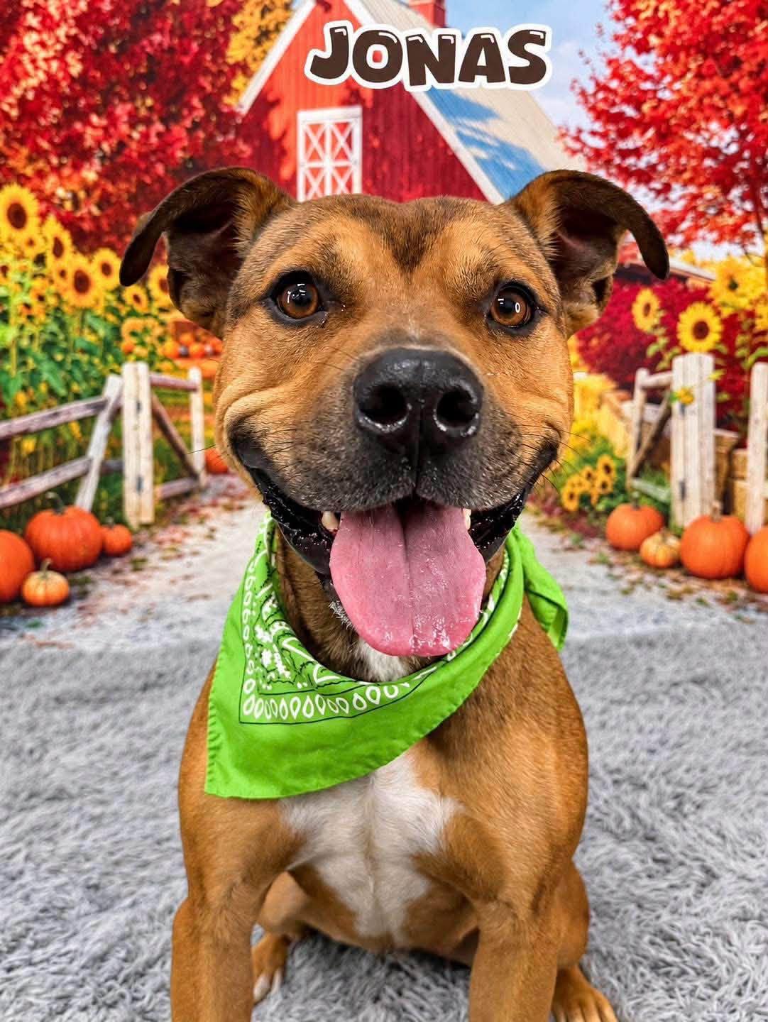 Jonas, Adoptable, Adult Male Mixed Breed.