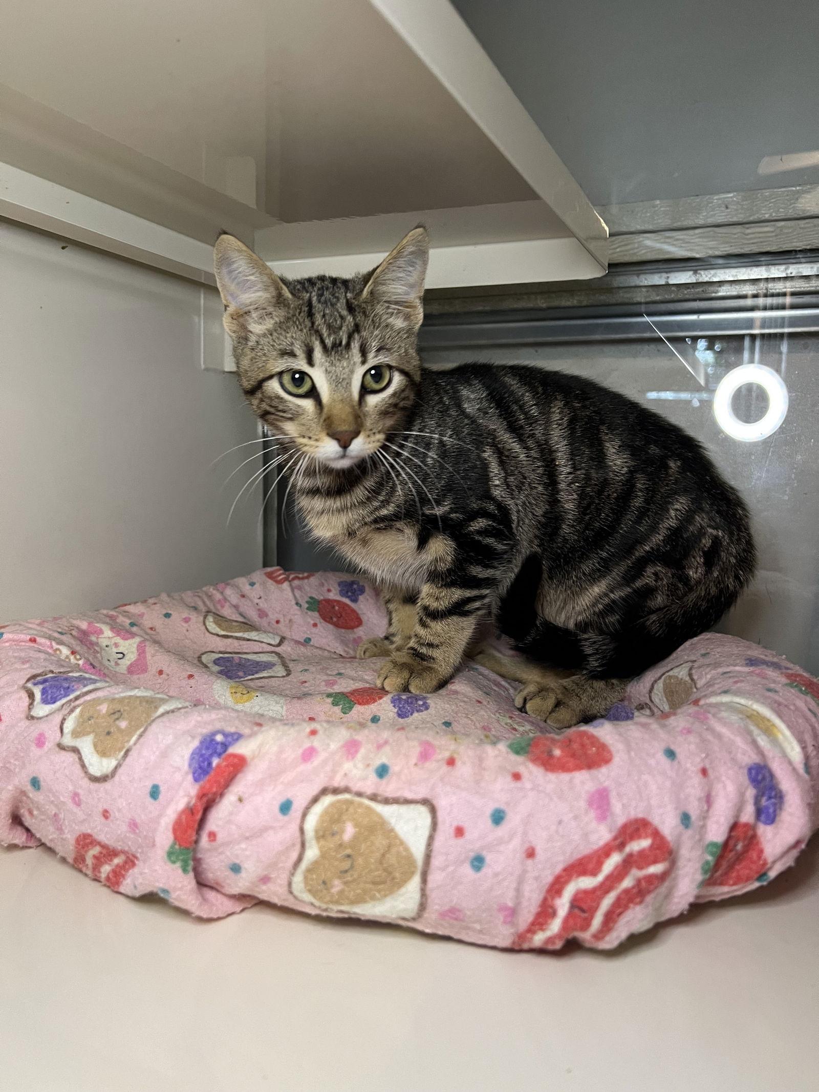 Enlarge Ryder, a Adoptable Domestic Short Hair in Hammond, LA image 1/1