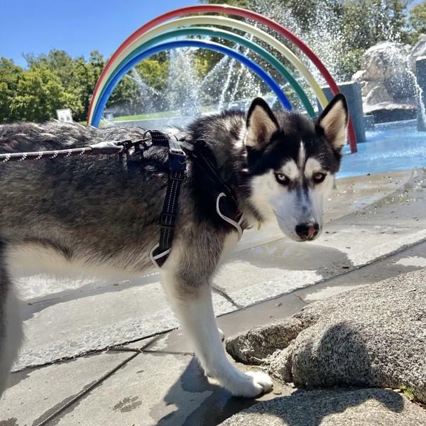 Snickerdoodle, Adoptable, Adult Female Siberian Husky.
