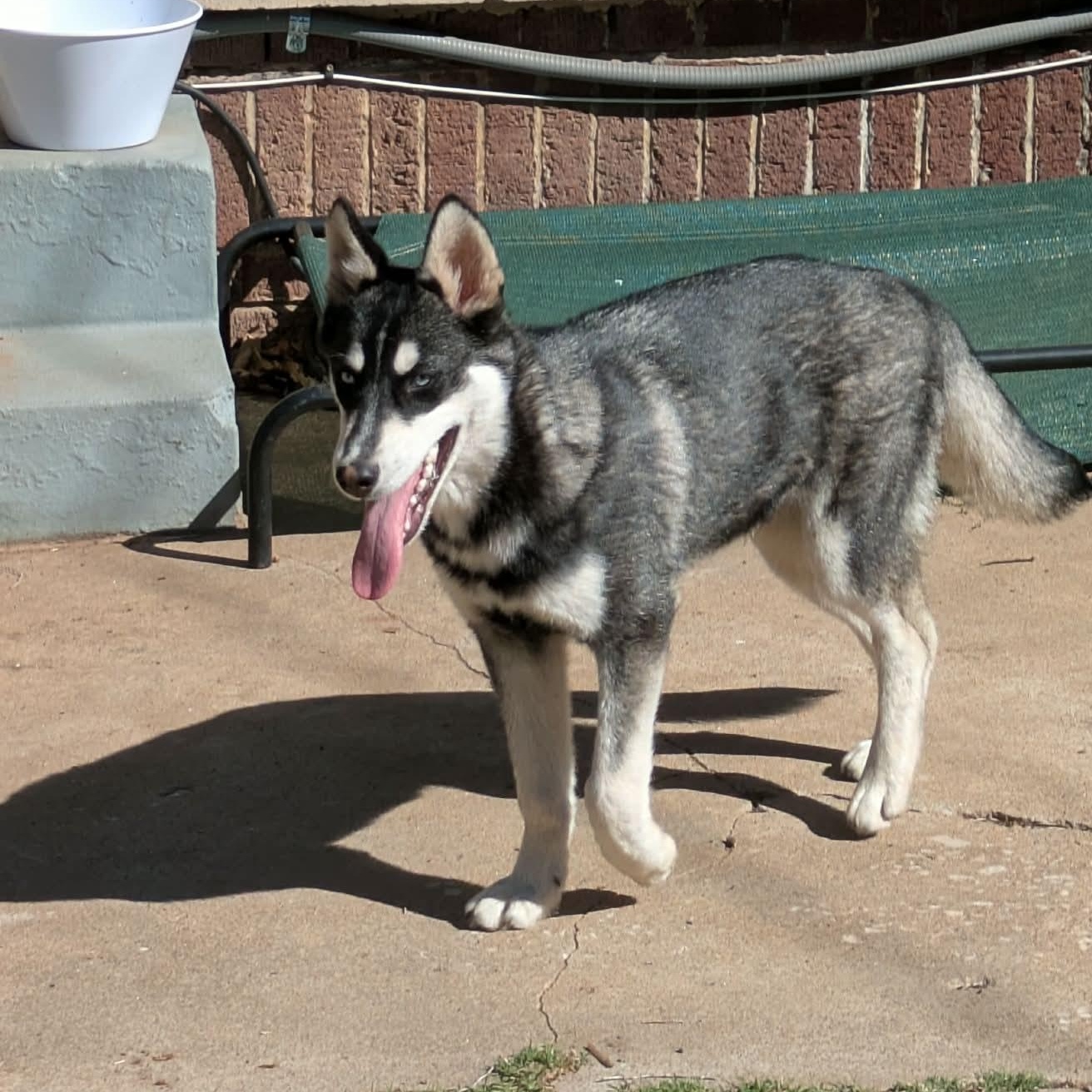 Enlarge Bubba, a ADOPTABLE mixed breed in Yukon, OK image 2/3