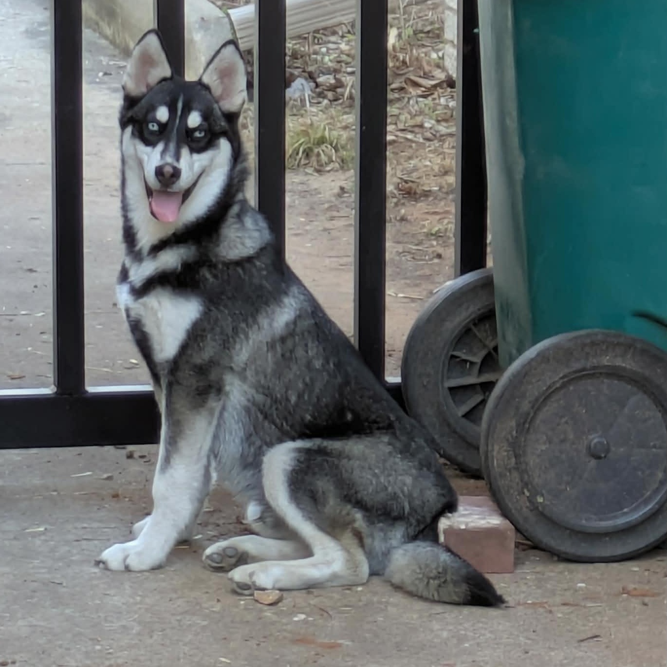 Bubba, ADOPTABLE, Puppy Male Husky.