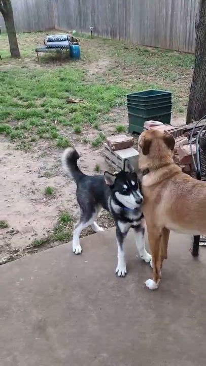 Enlarge Bubba, a ADOPTABLE mixed breed in Yukon, OK video 3/3