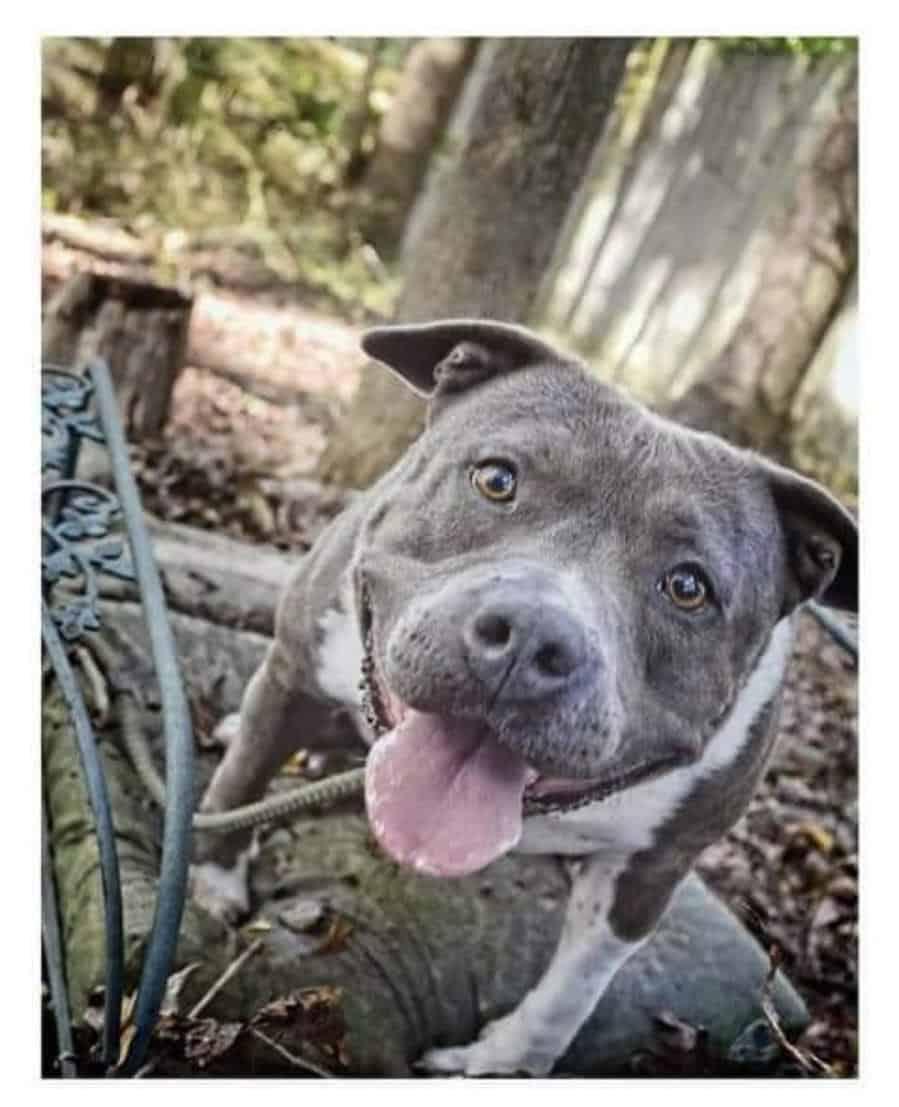 Sage, Adoptable, Young Female Terrier.