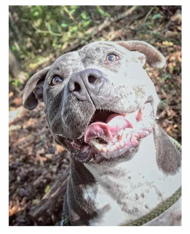 Enlarge Sage, a Adoptable Terrier in Greenville, SC image 3/3