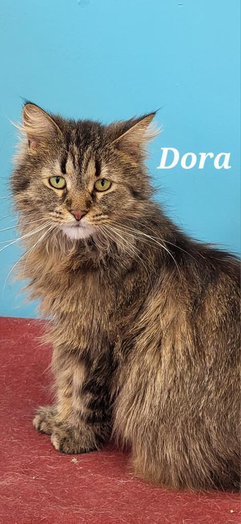 Enlarge Dora, a Adoptable Domestic Short Hair in Kendallville, IN image 1/1