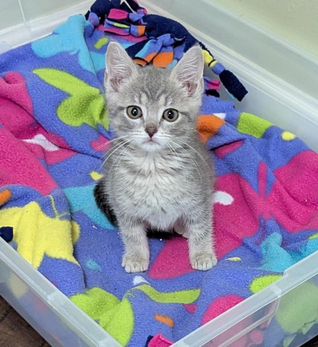 Enlarge Era, a Adoptable Domestic Short Hair in Knoxville, TN image 1/1