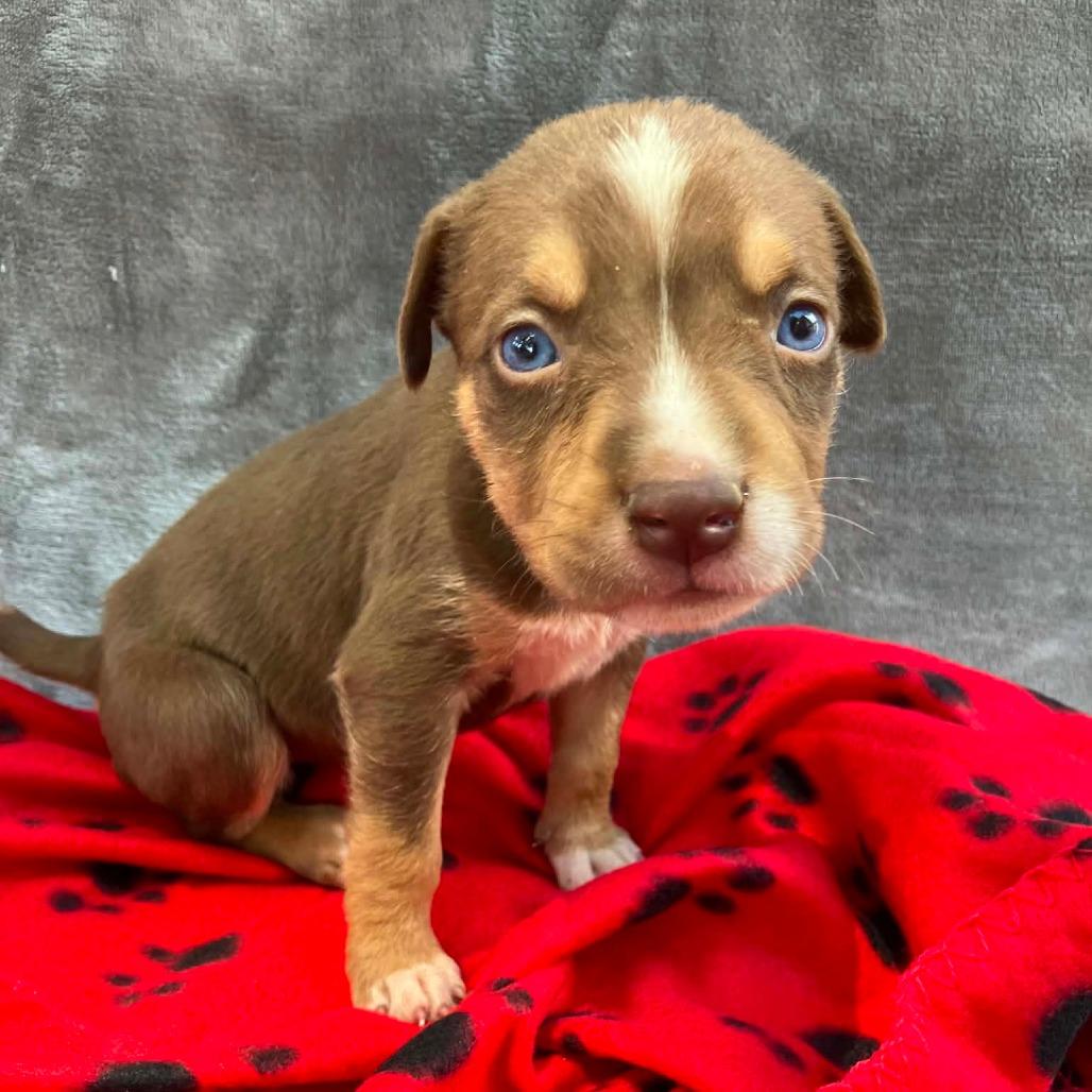 Enlarge Puppy B6, a Adoptable Mixed Breed in Pulaski, TN image 1/1