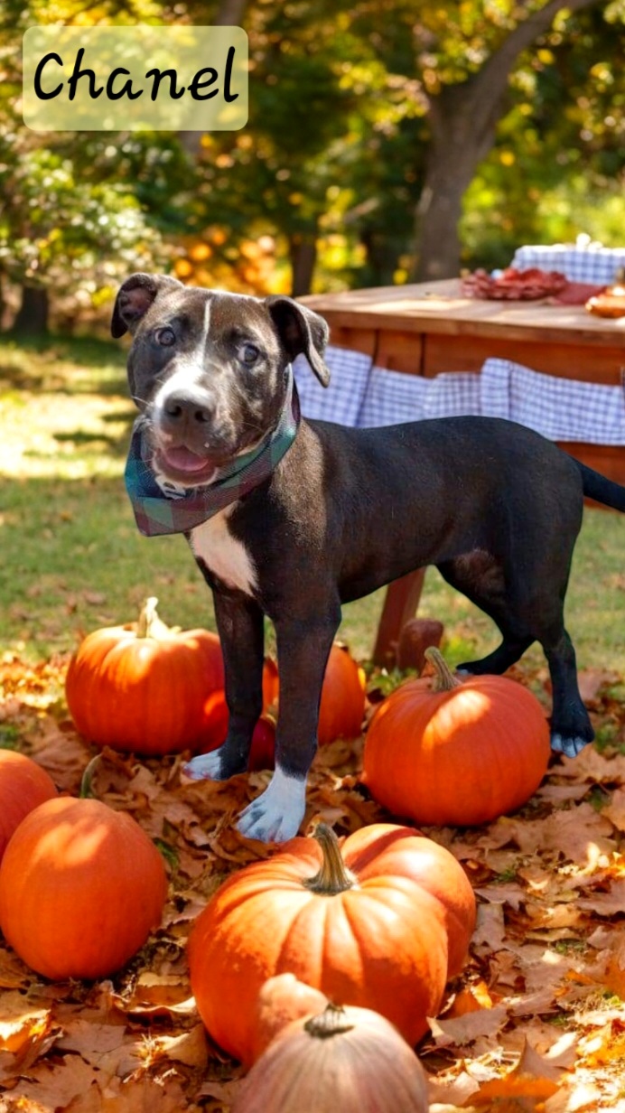 Chanel, Adoptable, Young Female Black Labrador Retriever.