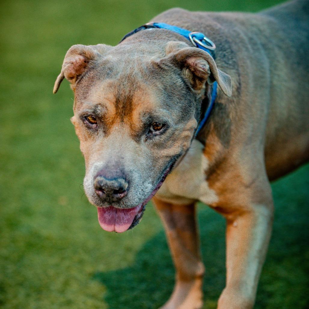 Viejo A2205509, Adoptable, Senior Male Pit Bull Terrier & Mixed Breed.