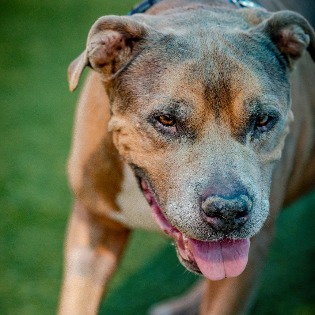 Viejo A2205509, a Adoptable mixed breed in Mission Hills, CA image 2/3