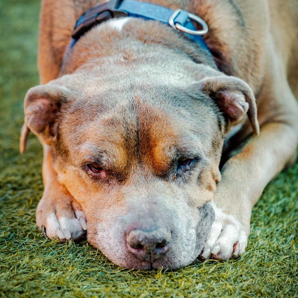 Viejo A2205509, a Adoptable mixed breed in Mission Hills, CA image 3/3