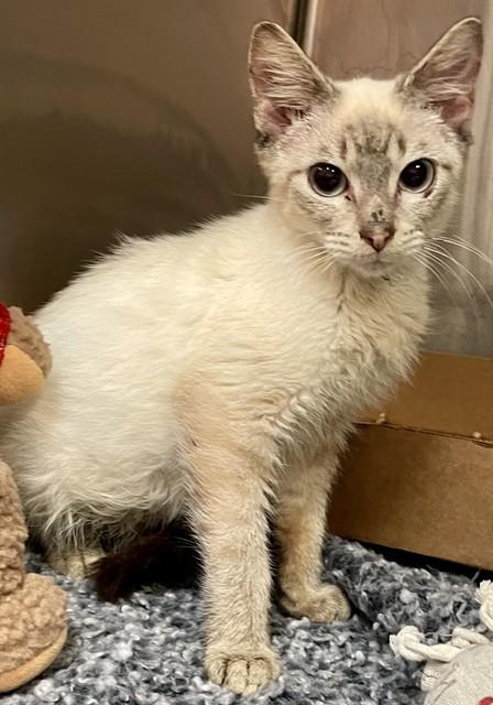 Enlarge CRACKERS, a Adoptable Domestic Short Hair in Fort Walton Beach, FL image 1/1