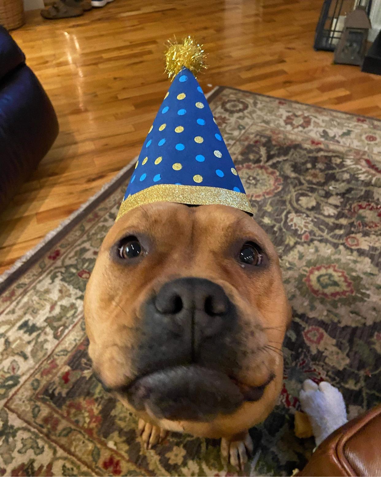 Ashley, a Adopted Staffordshire Bull Terrier in Central Point, OR image 1/6