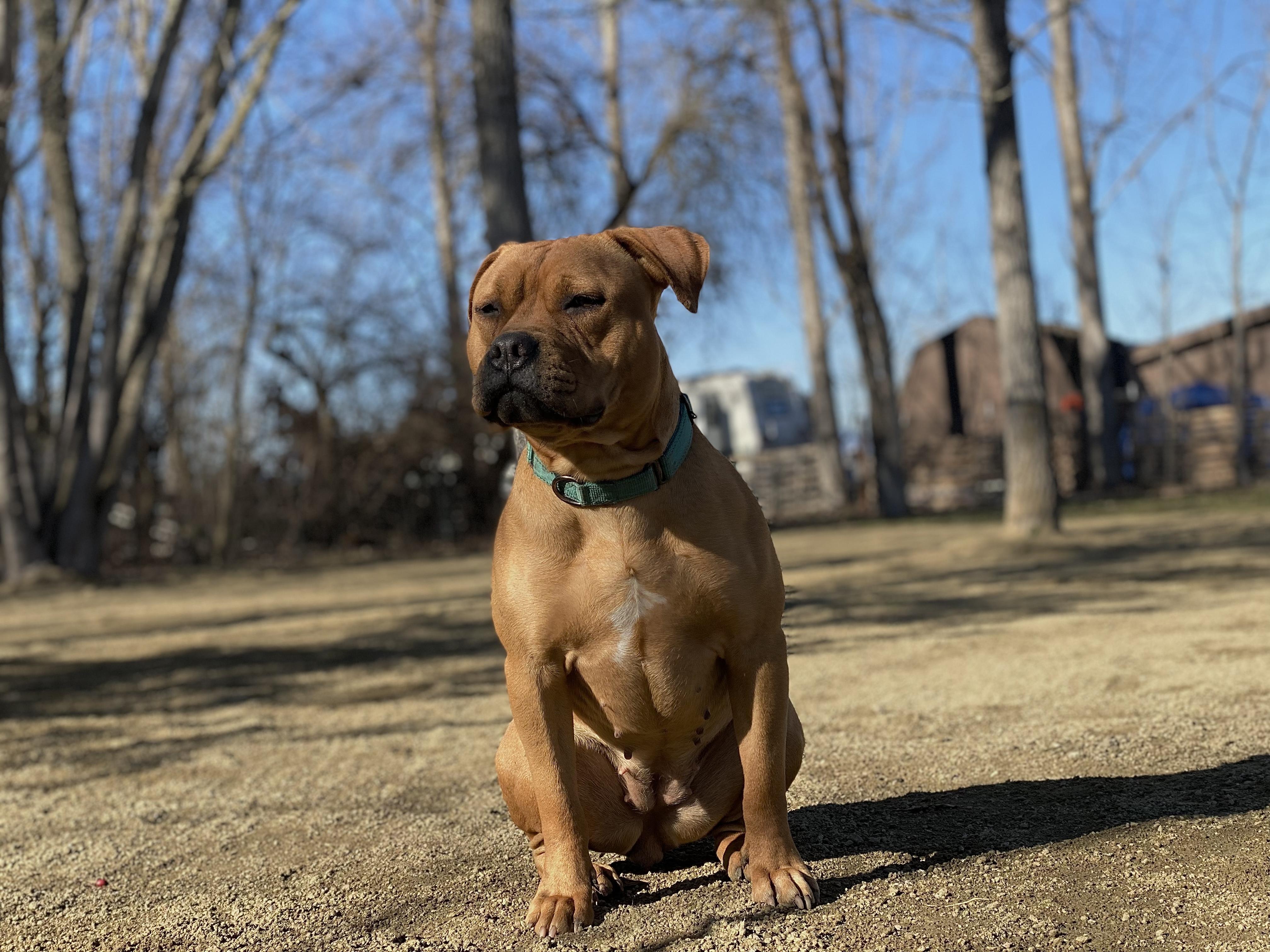 Ashley, a Adopted Staffordshire Bull Terrier in Central Point, OR image 2/6