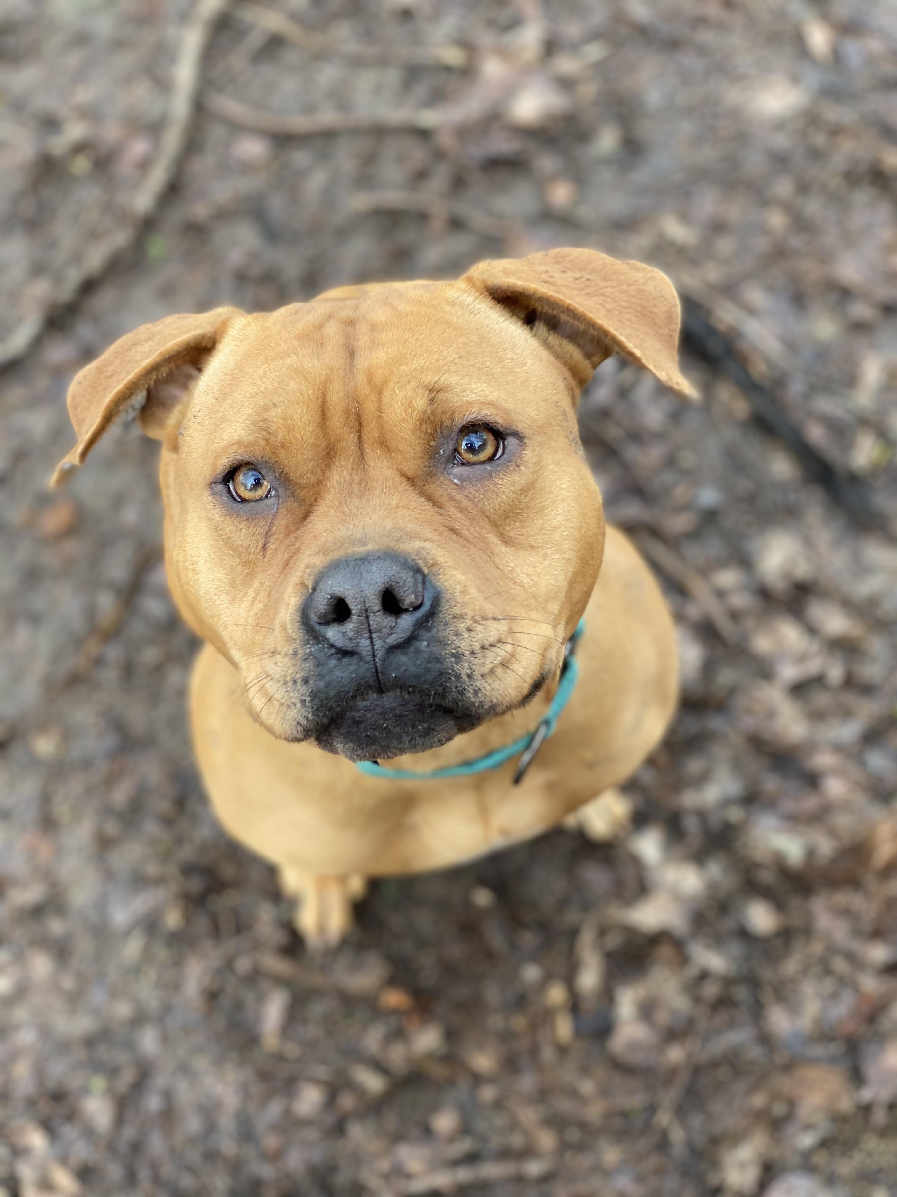 Ashley, a Adopted Staffordshire Bull Terrier in Central Point, OR image 3/6