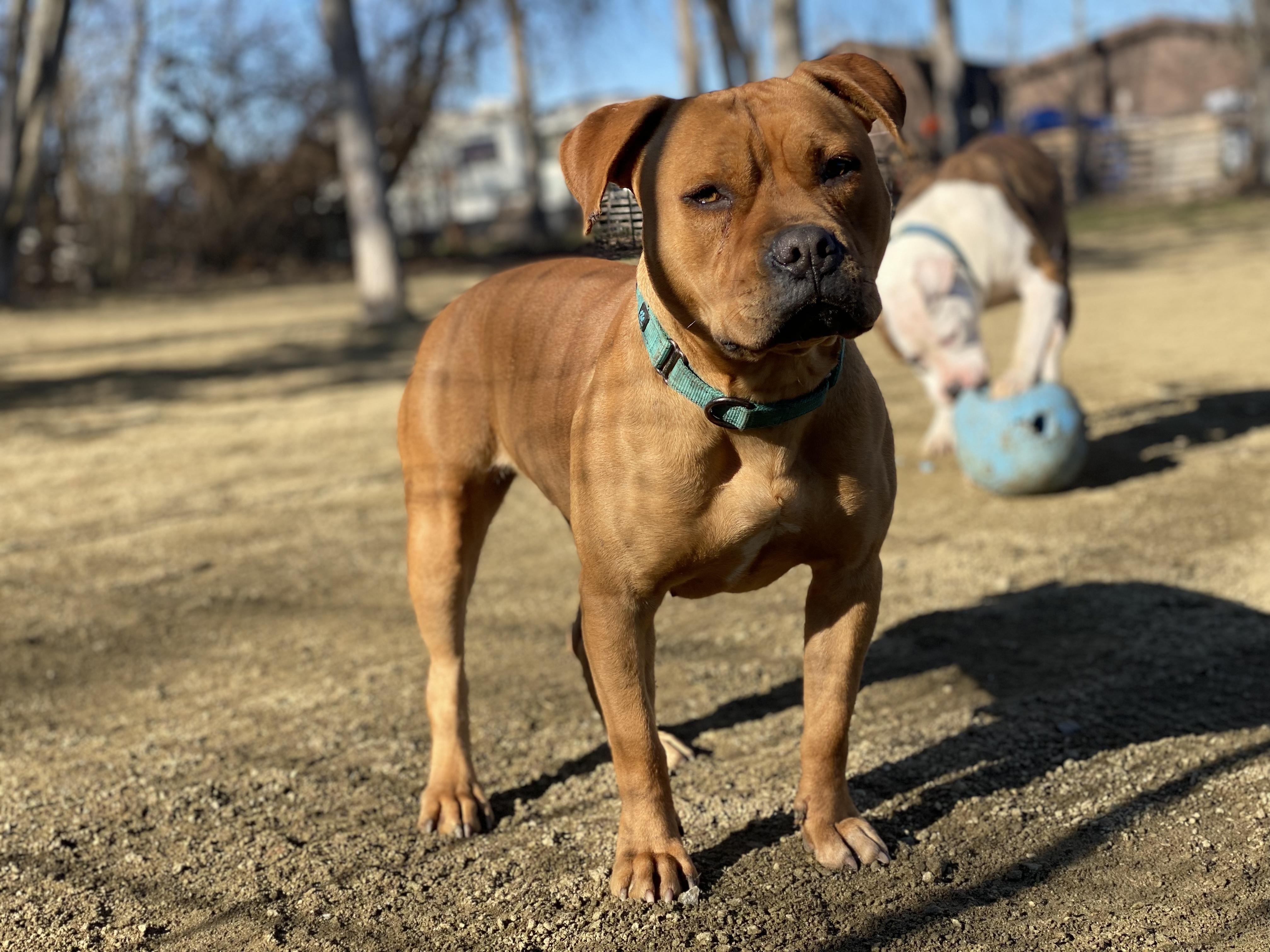 Ashley, a Adopted Staffordshire Bull Terrier in Central Point, OR image 4/6