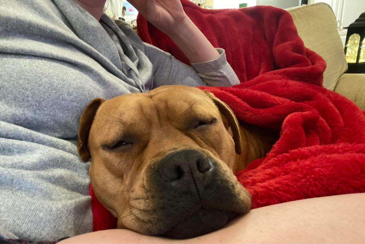 Ashley, a Adopted Staffordshire Bull Terrier in Central Point, OR image 5/6