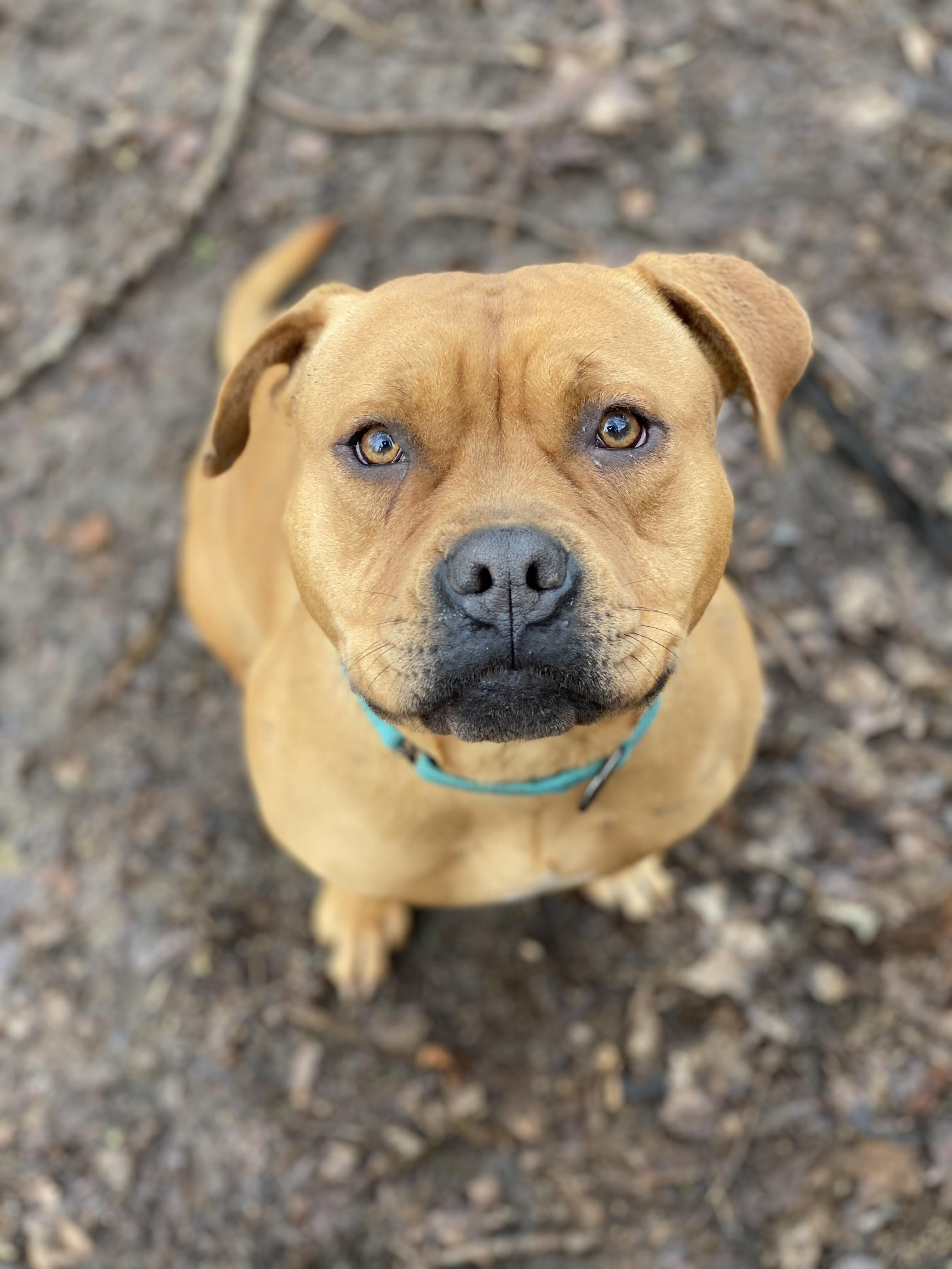 Ashley, a Adopted Staffordshire Bull Terrier in Central Point, OR image 6/6
