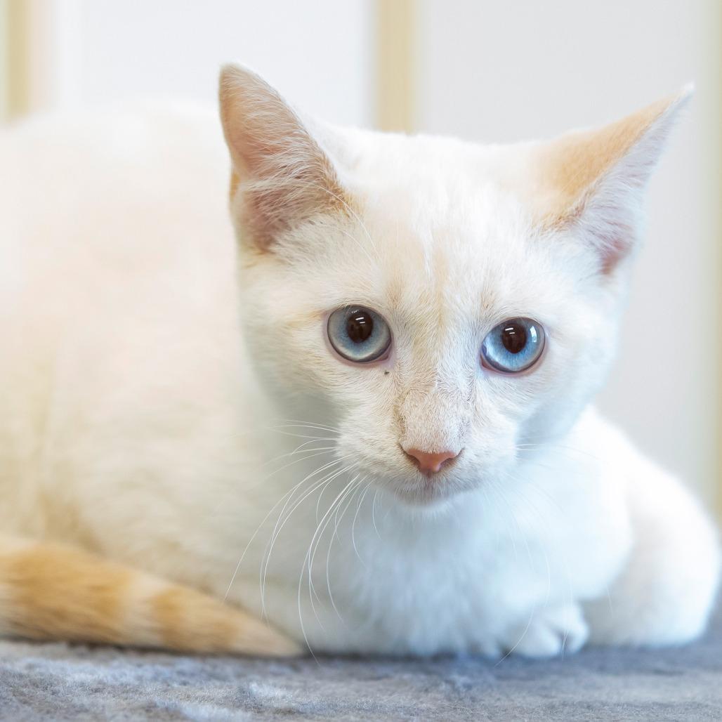 Enlarge Ravi, a Adoptable Domestic Short Hair in Cartersville, GA image 1/3
