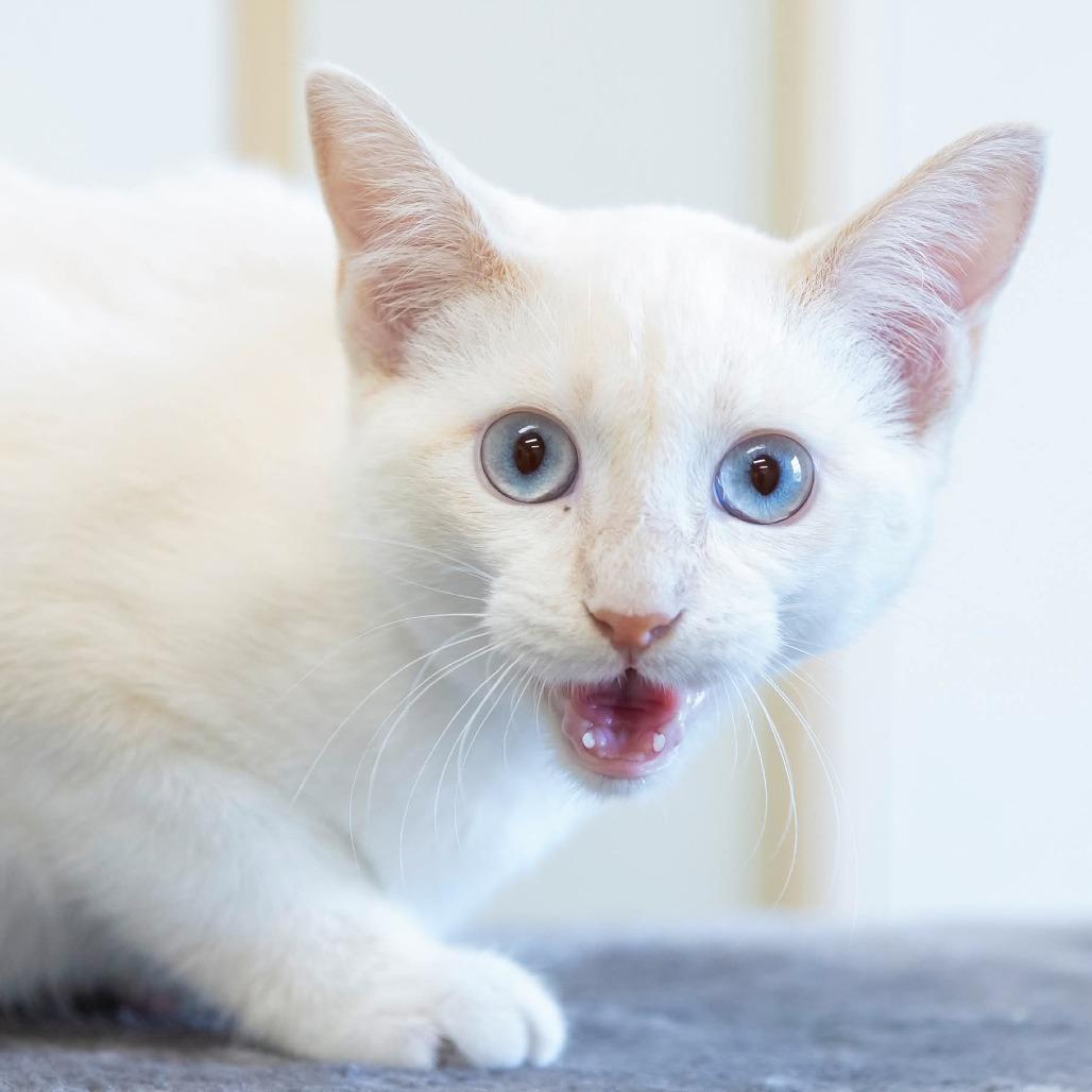 Enlarge Ravi, a Adoptable Domestic Short Hair in Cartersville, GA image 2/3