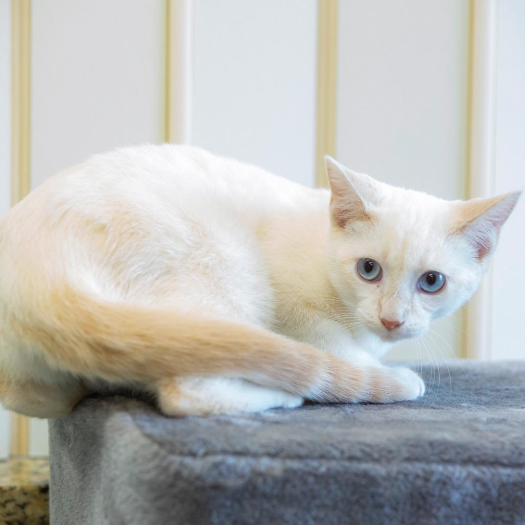 Enlarge Ravi, a Adoptable Domestic Short Hair in Cartersville, GA image 3/3