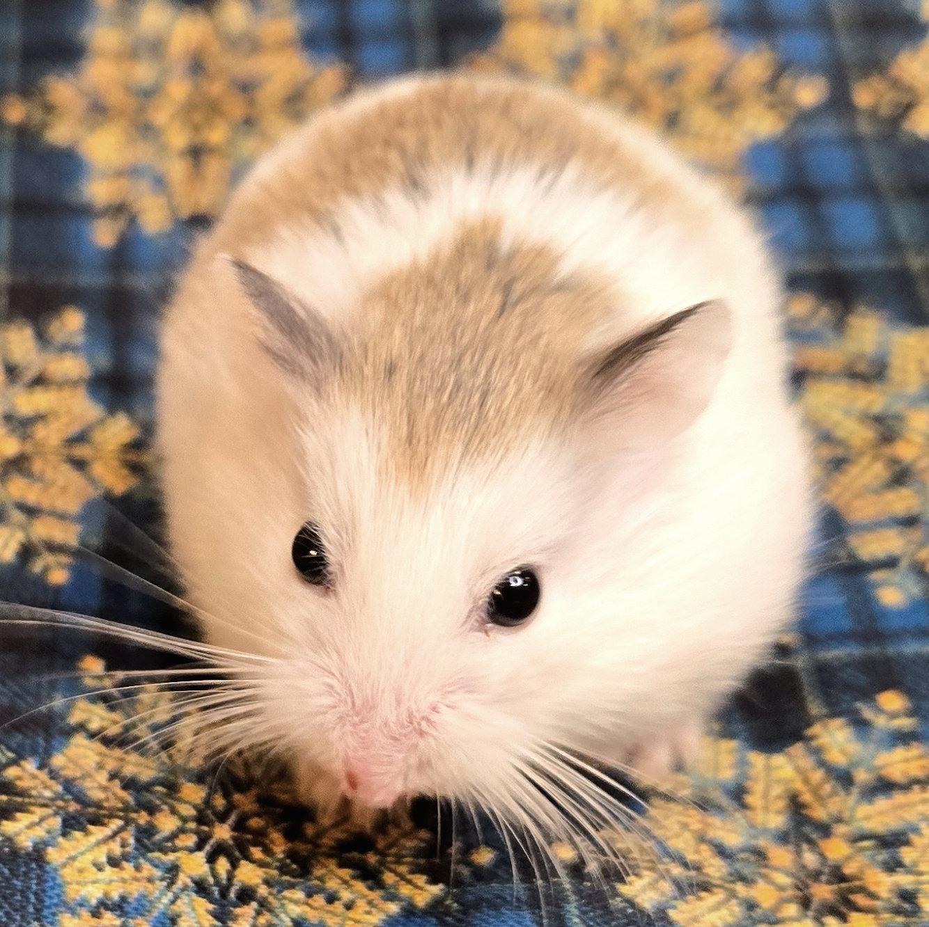 Klaus, a Adoptable Dwarf Hamster in Boyertown, PA image 1/6