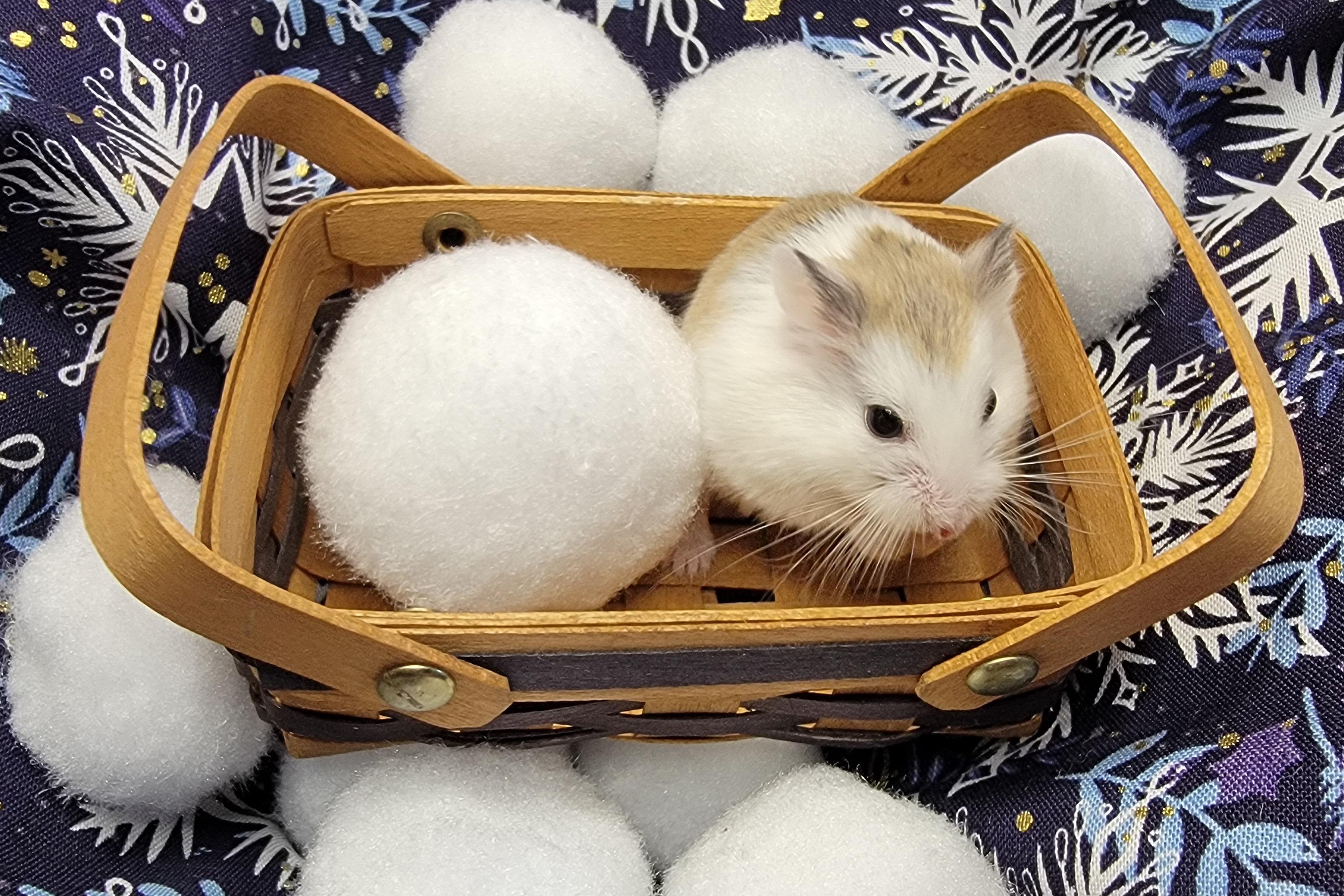 Klaus, a Adoptable Dwarf Hamster in Boyertown, PA image 2/6
