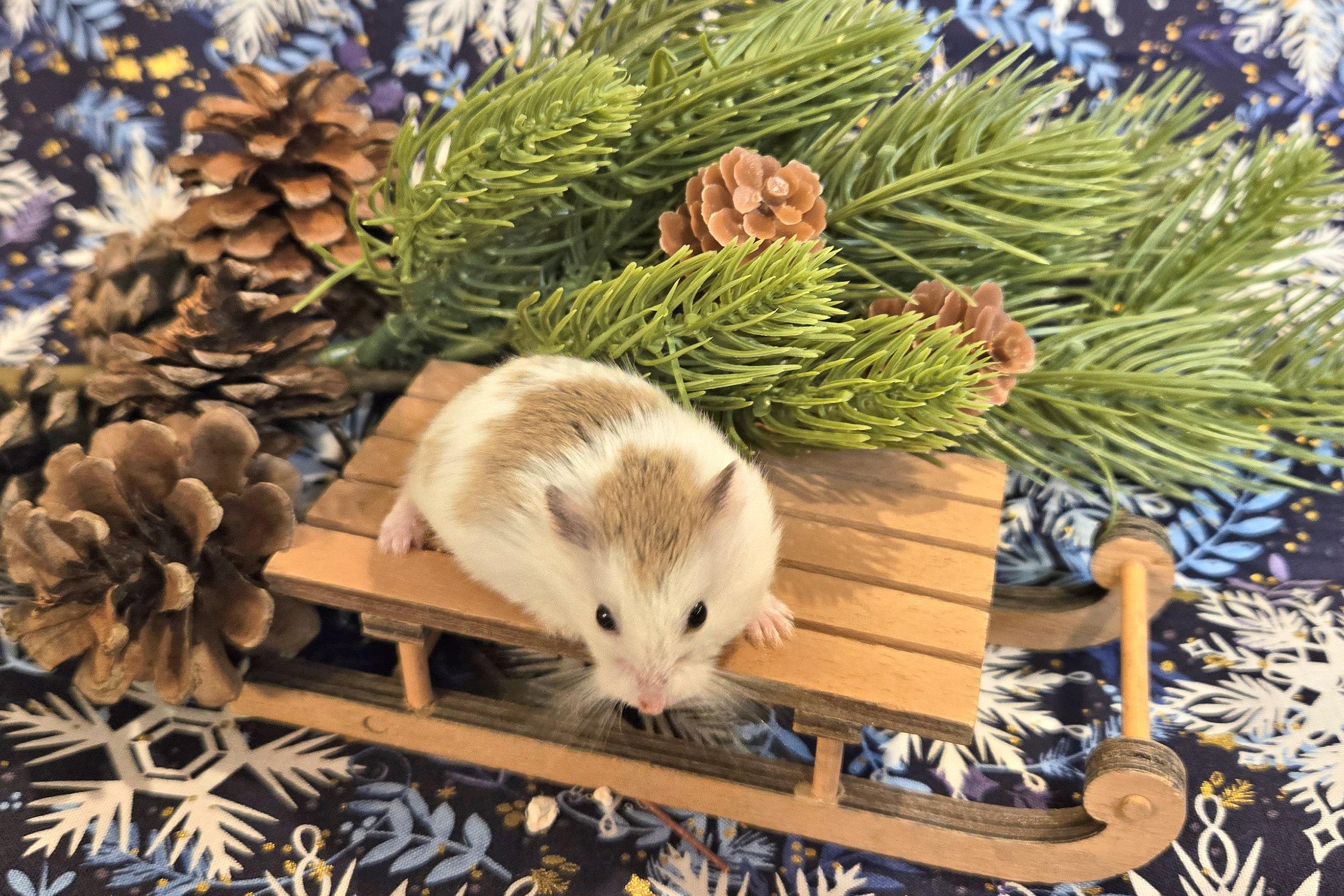 Klaus, a Adoptable Dwarf Hamster in Boyertown, PA image 3/6
