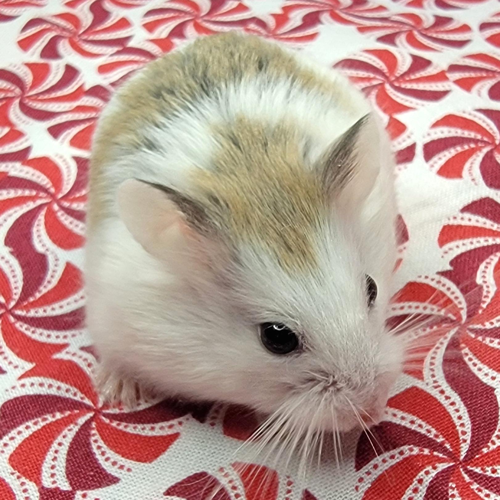 Klaus, a Adoptable Dwarf Hamster in Boyertown, PA image 4/6