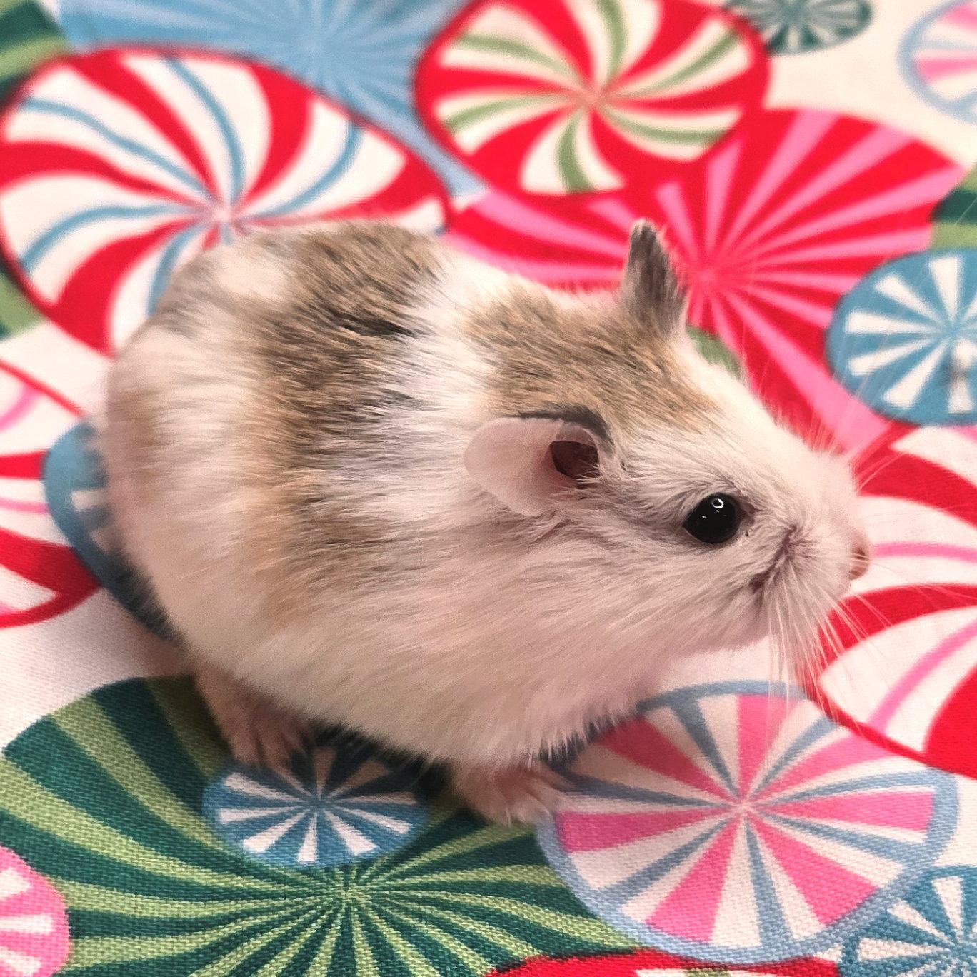 Klaus, a Adoptable Dwarf Hamster in Boyertown, PA image 6/6