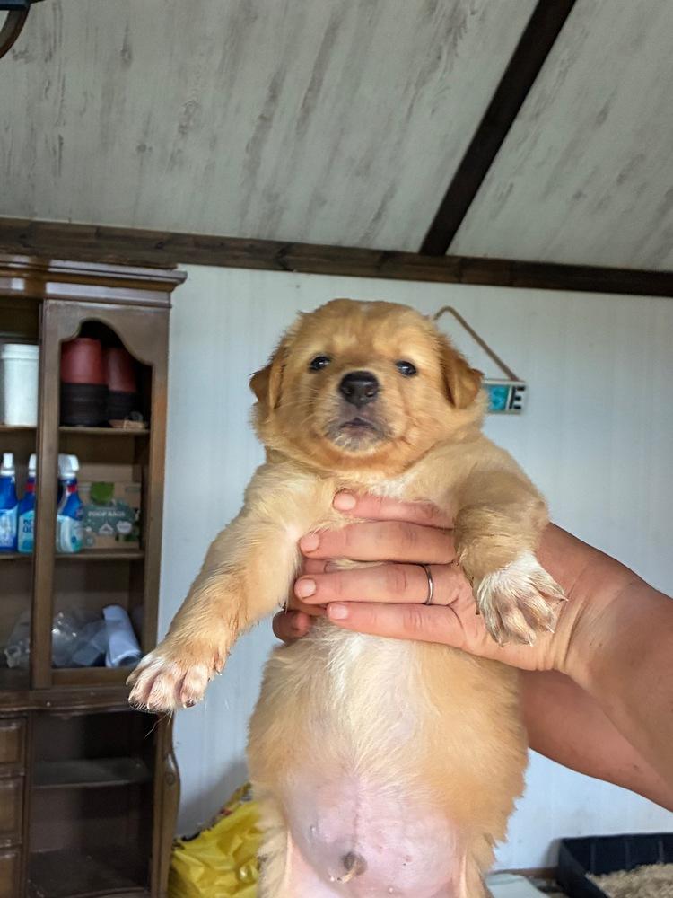 Russet, Adoptable, Puppy Male Labrador Retriever.