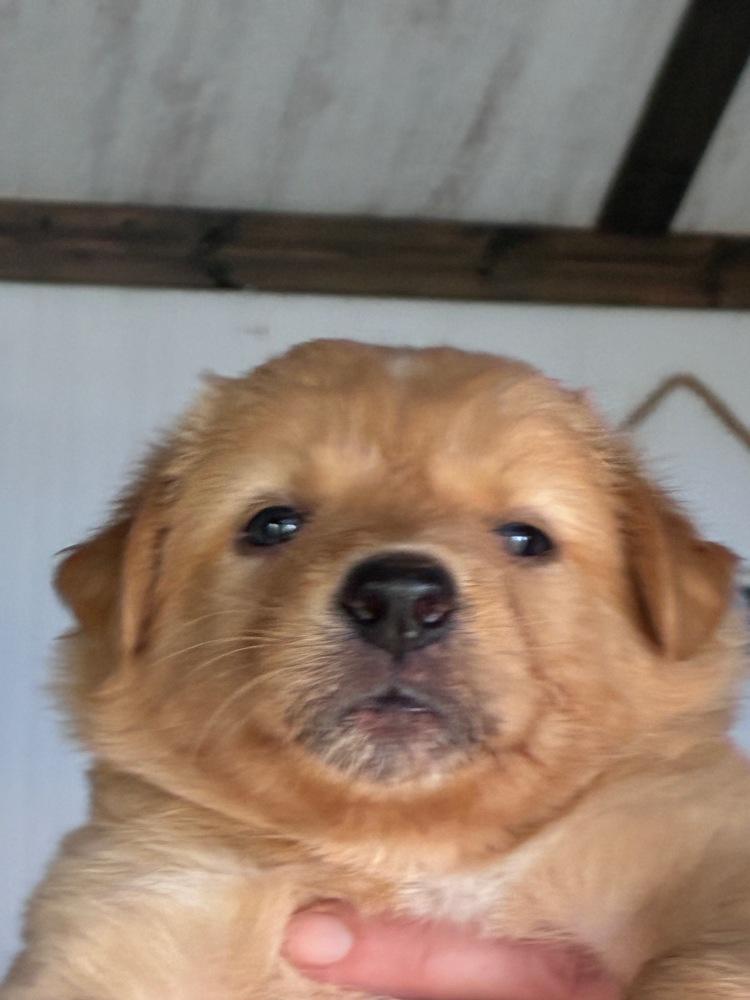 Russet, a Adoptable mixed breed in Troy, VA image 2/3