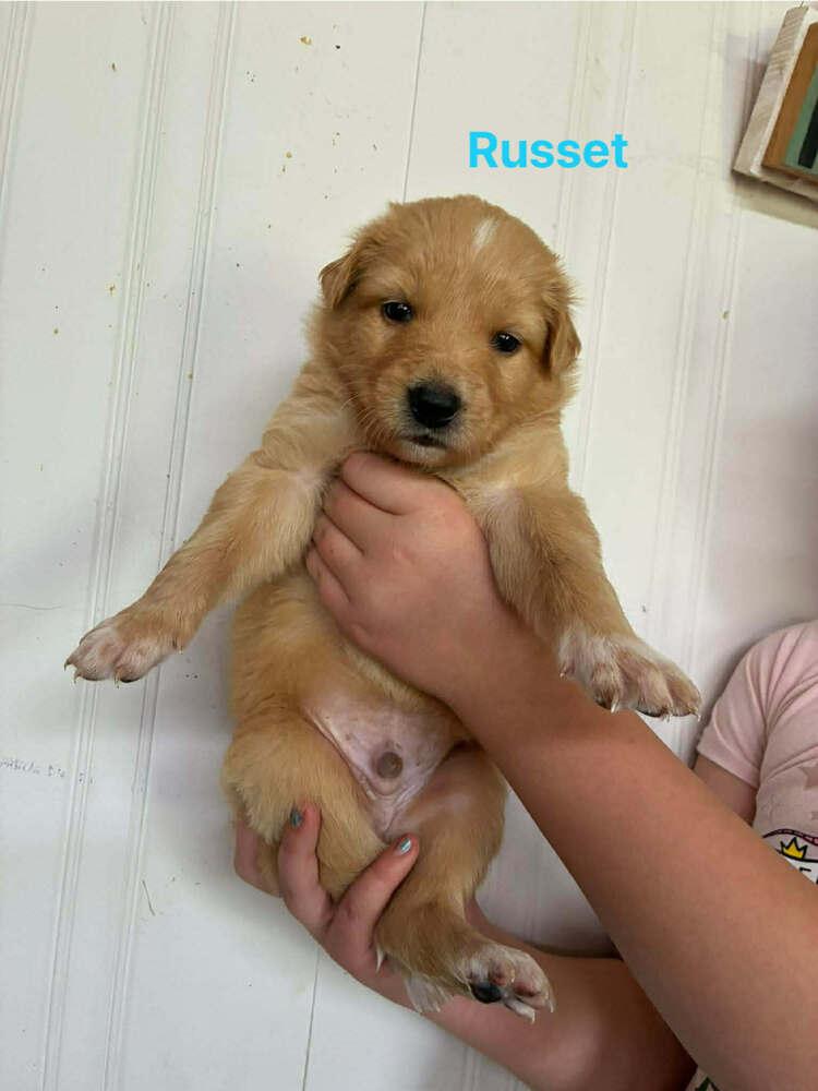Russet, a Adoptable mixed breed in Troy, VA image 3/3