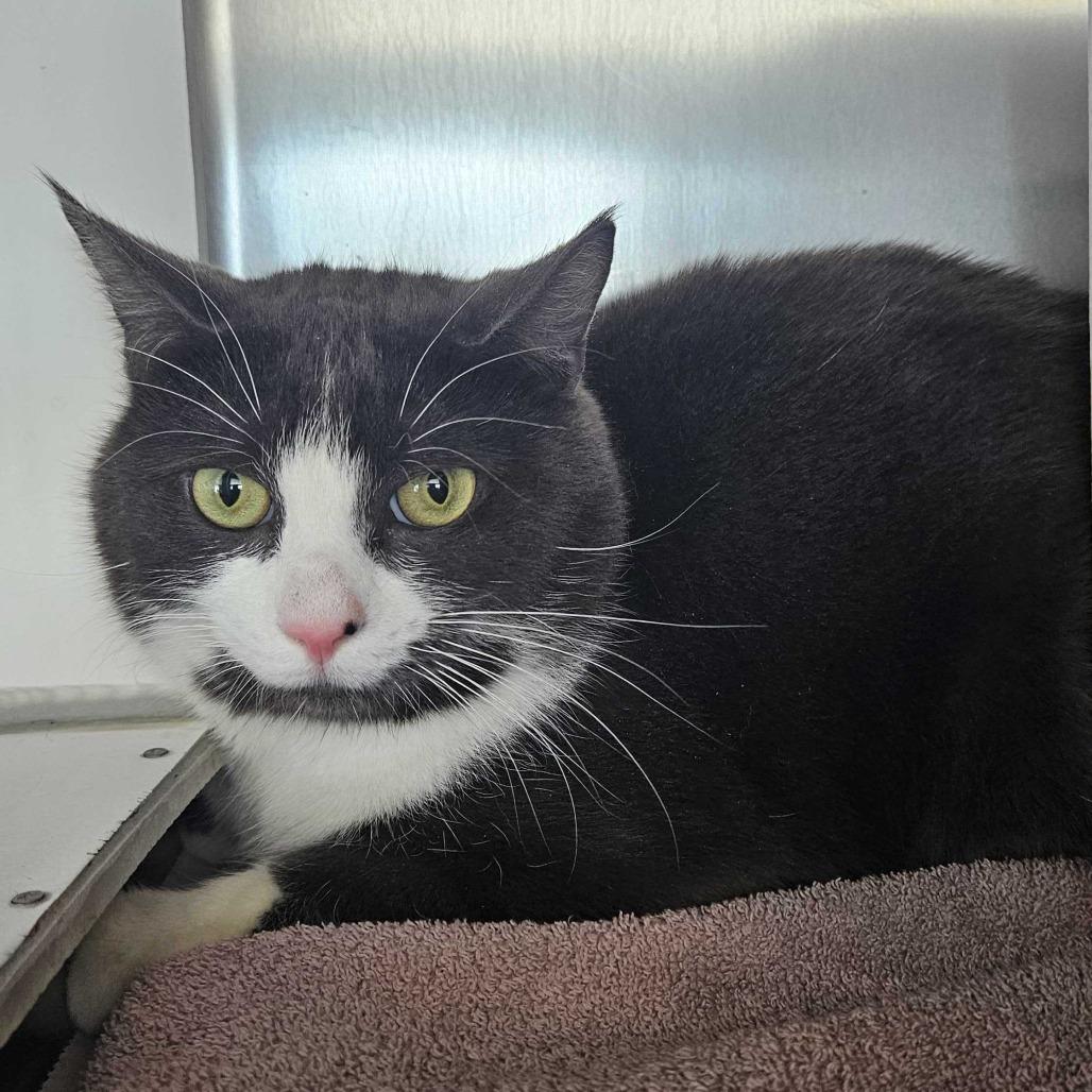 Quan, Adoptable, Adult Male Domestic Short Hair.