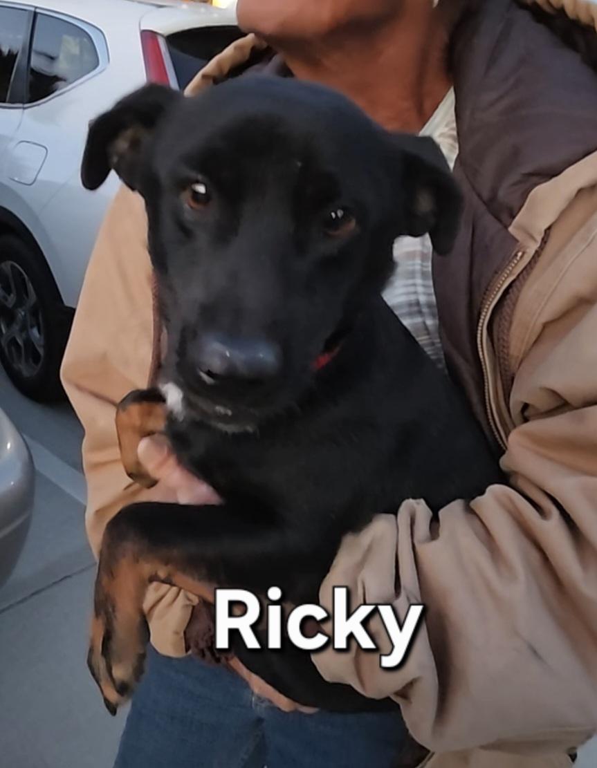 Ricky, ADOPTABLE, Young Male Terrier.