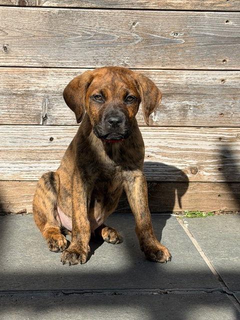Enlarge Otis, a Adoptable mixed breed in Sunnyvale, CA image 1/1