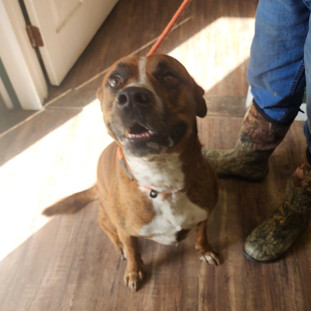 Enlarge Briggs, a Adoptable mixed breed in Evensville, TN image 1/6