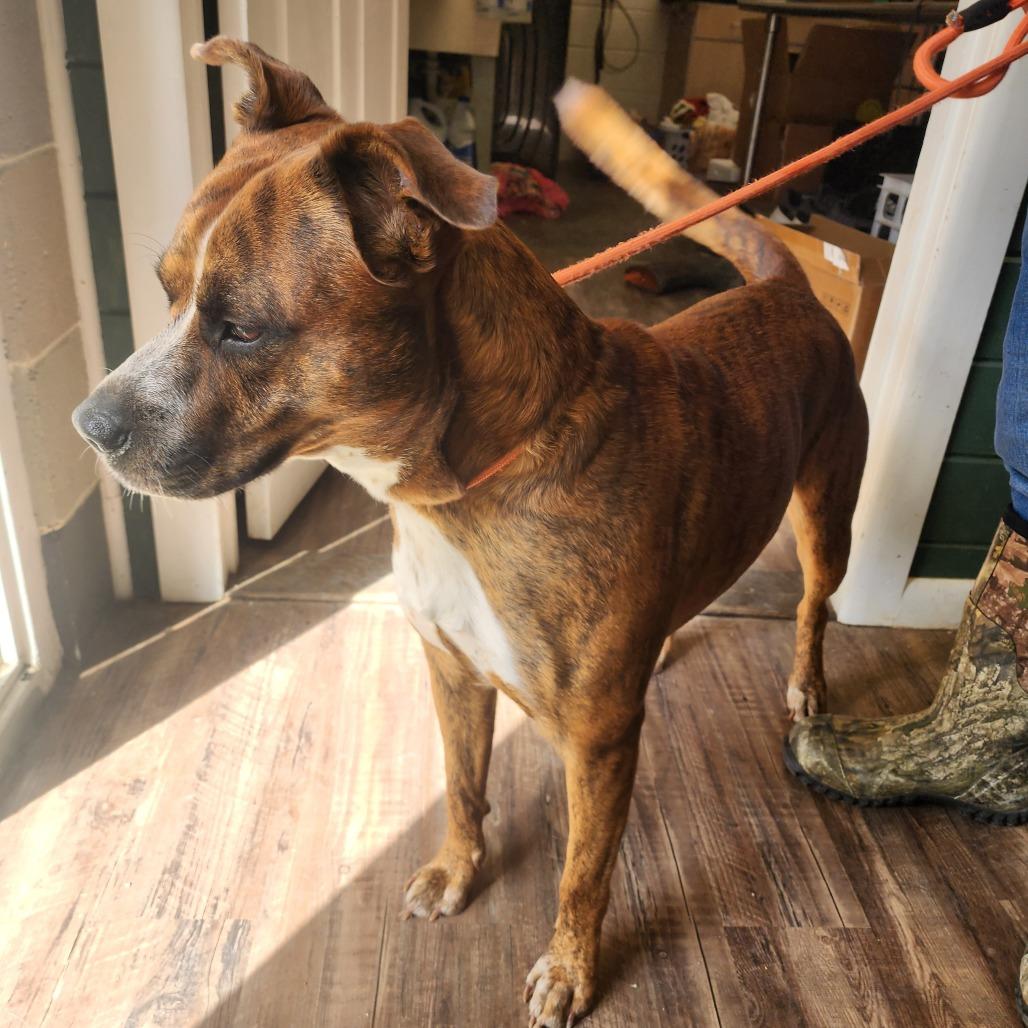 Enlarge Briggs, a Adoptable mixed breed in Evensville, TN image 2/6
