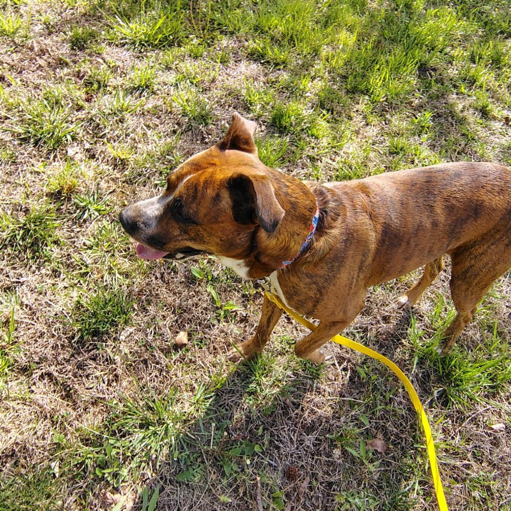 Enlarge Briggs, a Adoptable mixed breed in Evensville, TN image 3/6