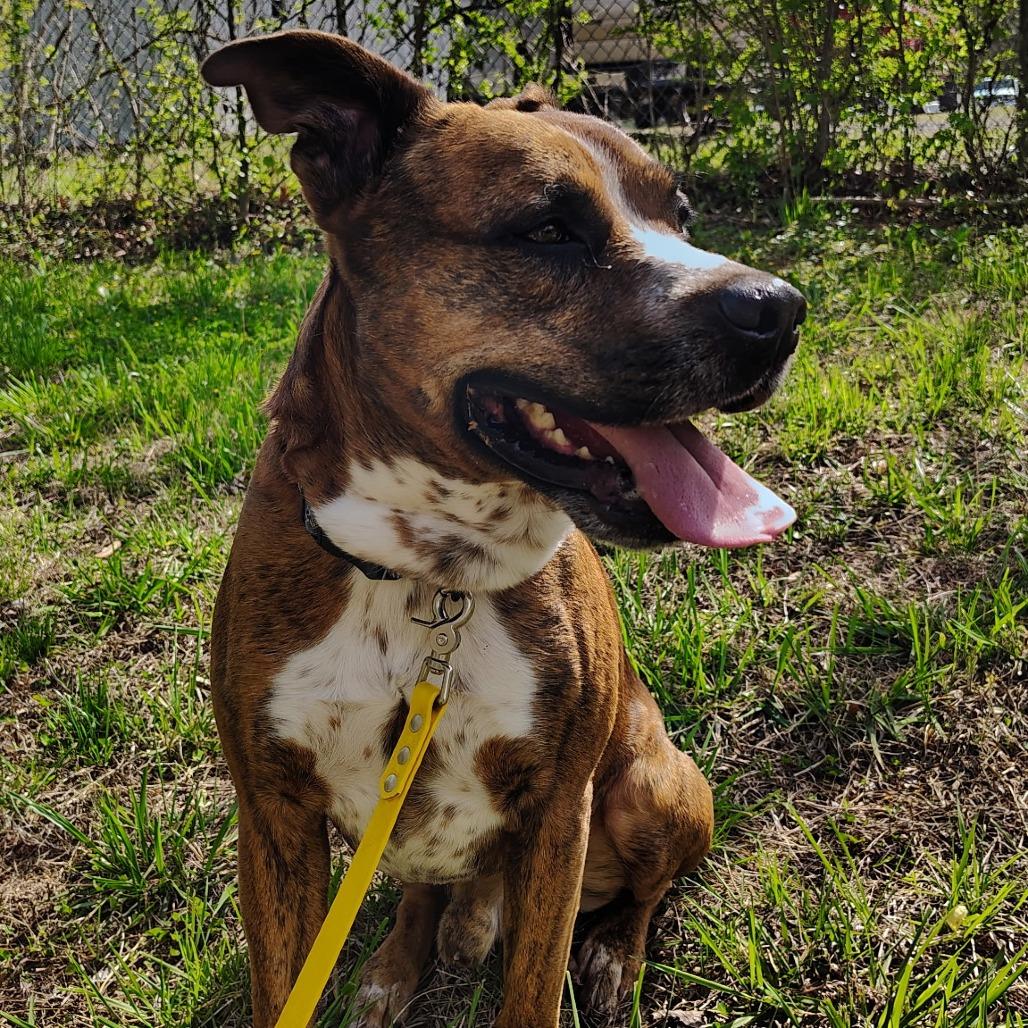 Enlarge Briggs, a Adoptable mixed breed in Evensville, TN image 4/6