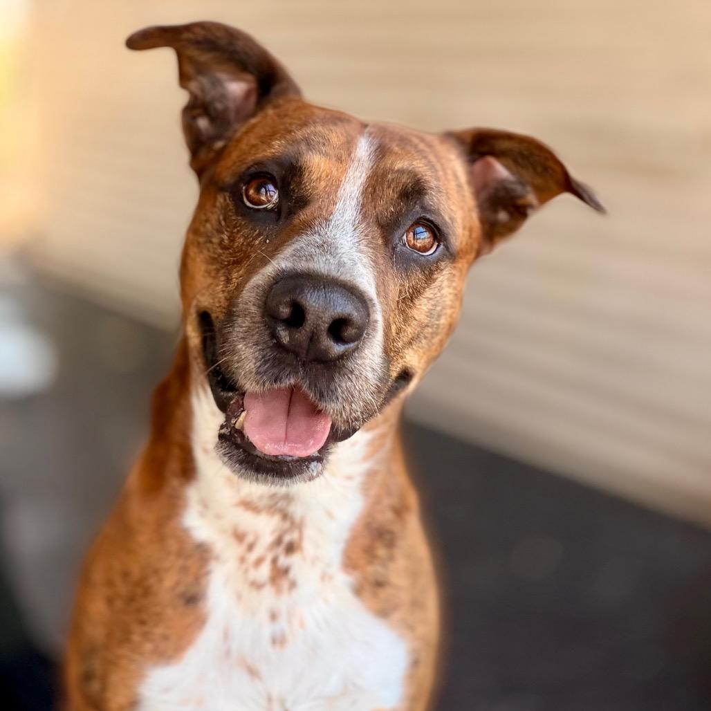 Enlarge Briggs, a Adoptable mixed breed in Evensville, TN image 5/6