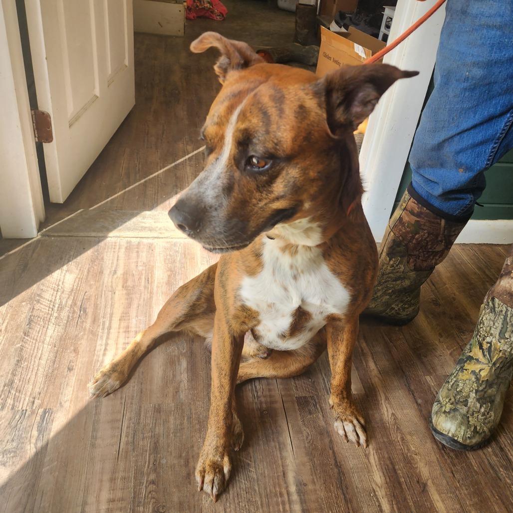 Enlarge Briggs, a Adoptable mixed breed in Evensville, TN image 6/6